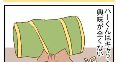 甥っ子猫に会ってきた④