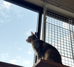 なつめちゃん便り１