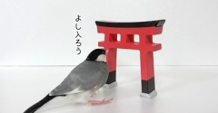 文鳥神社へ参拝です