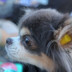 たかシェフのおうちごはん。と、白い犬。と、チワワ。