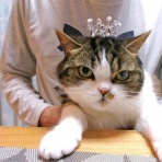 ”猫おでん”あり〼。