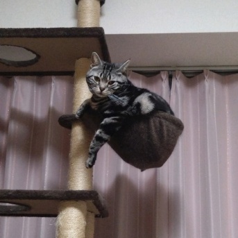 実物のﾈｺﾁｬﾝたちセカンド181