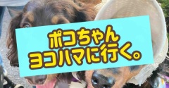 ポコちゃん、ええ感じや。