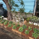 咲かないパンジー