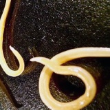 シベリアの永久凍土で凍りついていた虫、4万2000年ぶりに息を吹き返す