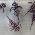 『1月28日(金)熱帯魚オススメ情報！』の画像