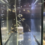 Ａｎｃｉｅｎｔ　Ｒｉｄｅｒ