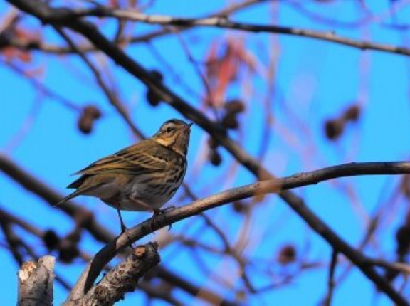 2026年1月22日の野鳥公園