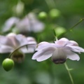 長靴を履いた4G（爺）の花活🥀🪻🌼
