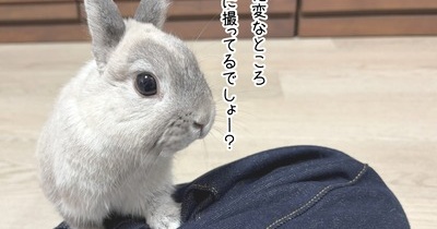 うさぎのルリ(10/8追記)