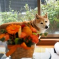 柴犬貫太の誕生日の動画です♪