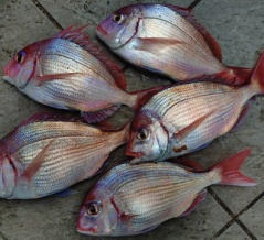 ボウズは無さそう