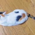 床にべったりシリーズ