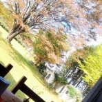 大きいマルチーズ☆ニノさん。