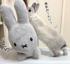 うさぎのルリ(2/24追記)