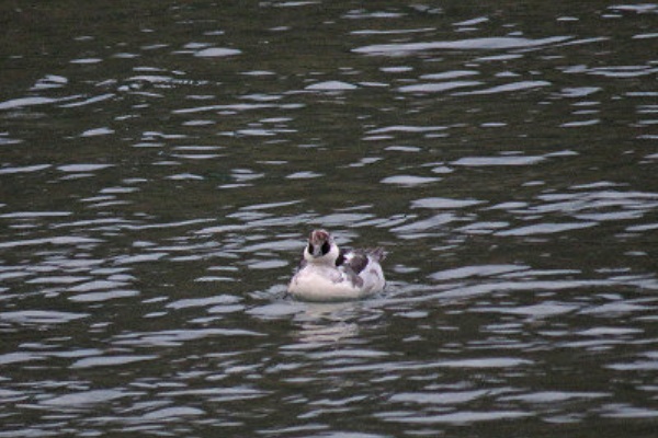 風を見る鳥 - 冬の水鳥