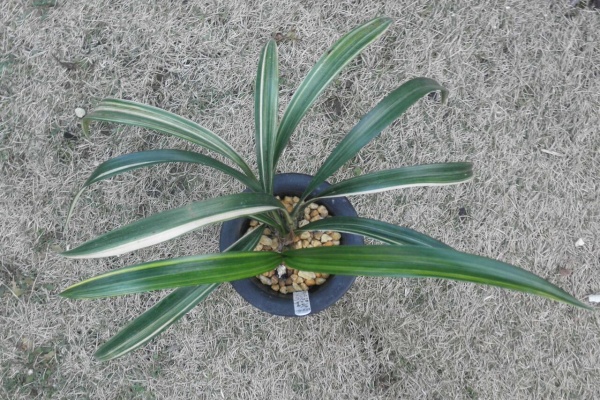 恵蘭 恵蘭系譜・分類