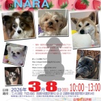 保護犬 ～預かり日記～