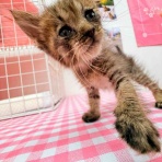 かぼすちゃんとおさんぽ。