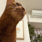 曲芸ひめちゃんを見上げる