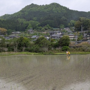 田植えのお手伝いに行ってきました！