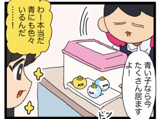 【お迎え】先代と同じ羽色の子、つい選んじゃうよね🪶