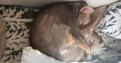 癖強寝相から甘々ボーイのぼくちん