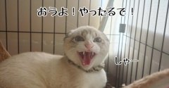 信じる者は救われる(はず)☆今日のあの子たち