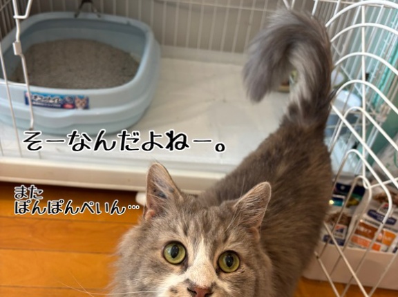 おもちゃではなかった。