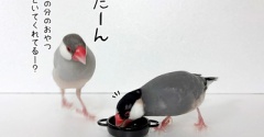 兄たんに頼まれたネットスーパー
