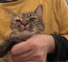 子猫が来た時の先住猫たち　20251020