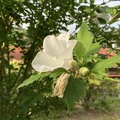ムクゲの季節