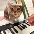 飼い主のピアノに興味津々すぎる猫たち