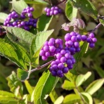 岡山の入管・ビザニュース