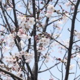 『老いの覚悟と生き方Ⅱ（5650回記念）（47）「80歳の壁・実践編（16）」』の画像