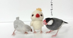 我が家の文鳥たちの伝統芸？