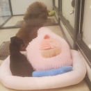 極小ちゃん