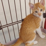 『子猫を一頭受け入れました』の画像