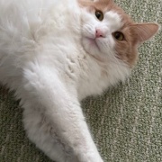 子猫の頃に使っていたものの話と見事な排雪風景