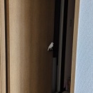 ドアノブて水浴び要求する文鳥