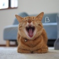 こんな日は猫もエアコン♪