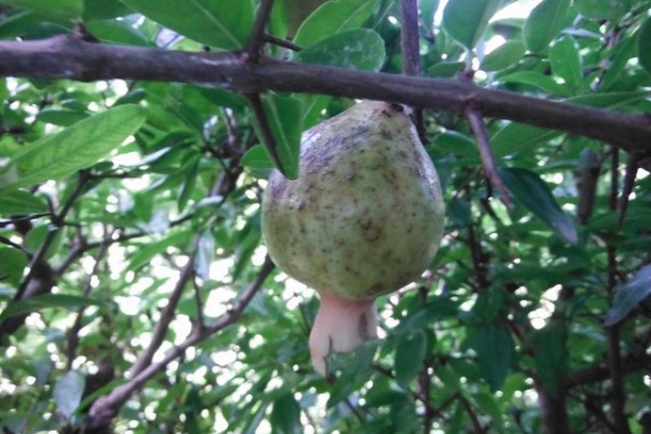 果樹と野菜の栽培時々釣り 横須賀 新 ザクロ