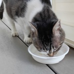 今を生きる～猫と共に