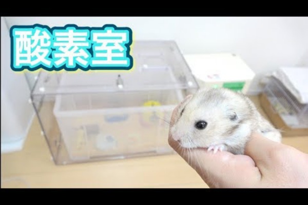 Youtube急上昇速報 きょんくま ペット