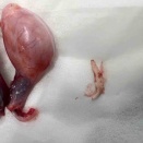 「ついで」ではあるけれど重要　〜去勢手術と乳歯抜歯〜