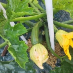 アラフィフちゃぶのハンドクラップでダイエットブログ