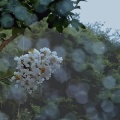雨に濡れる百日紅とともに