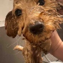 ★在舎犬シャンプー★