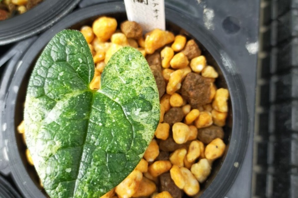 カンアオイに魅せられて！！ - アマギカンアオイ