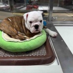 ペットショップワンラブ ゆめタウン光の森店のスタッフブログ